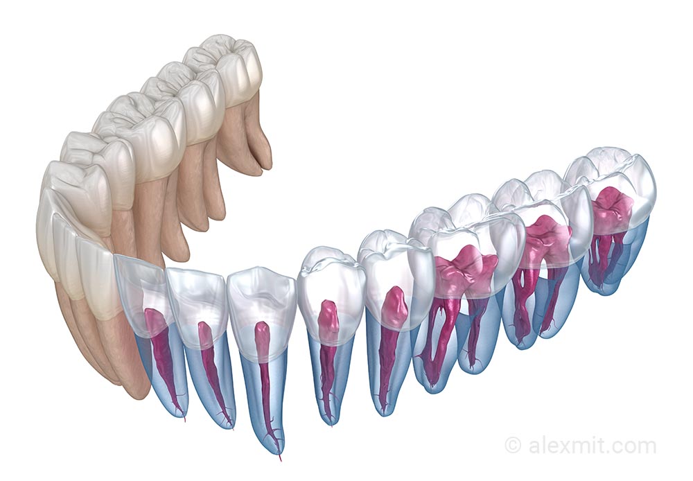 Dental anatomy - teeth and root canals
